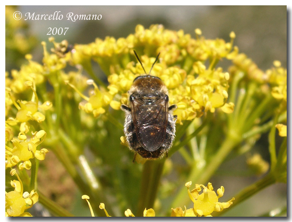 Album di ditteri fotografati in Sicilia nel 2007